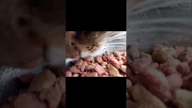 scene_output.mp4