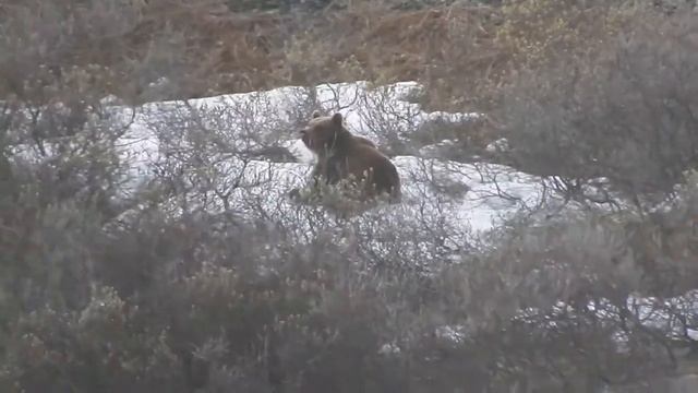 медведь на Кильдине