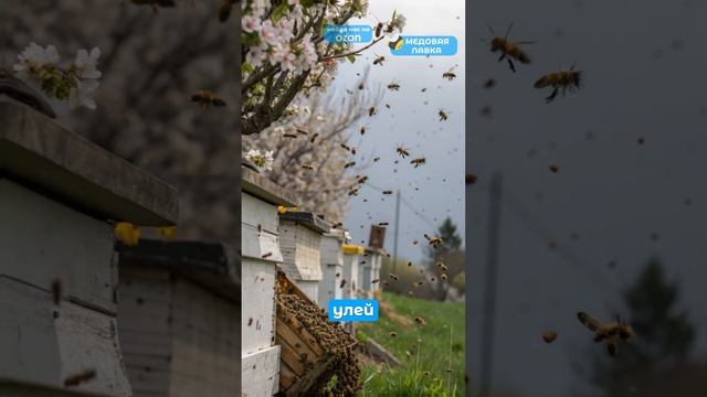 ЗАЧЕМ ПЧЁЛАМ МЁД?! 🍯🐝 #пчелы #факты #здоровье #мёд #пчеловодство #топ #еда #пп #рек #bee