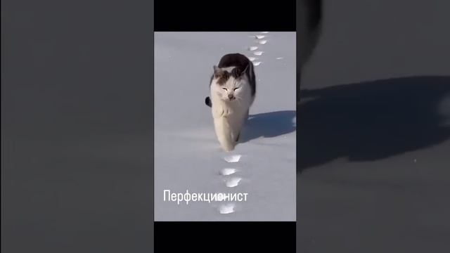 кот-перфекционист