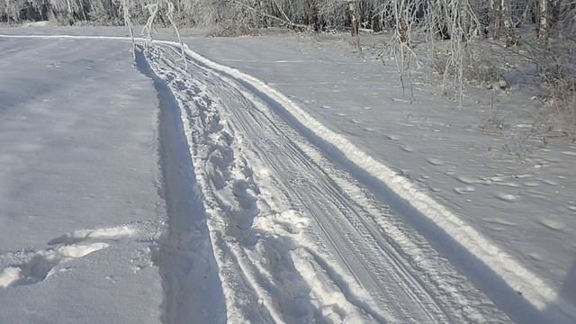 Зачем собирать облепиху.