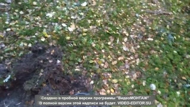 прогулка по лесу