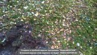 прогулка по лесу