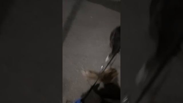 Чихуахуа доминирует над Буллем🤣🤣🤣