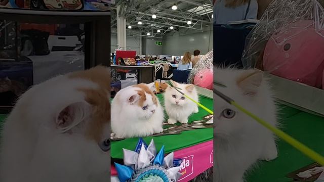 Выставка кошек. Менуэт Ластик.mp4