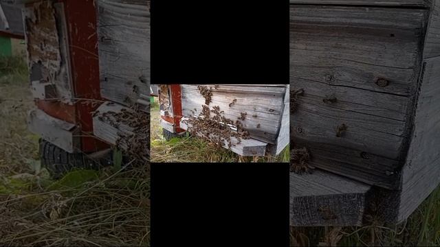 Осень Пчёлы на летке