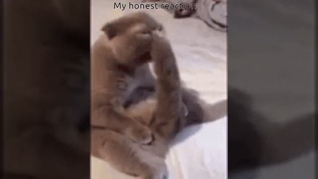 кот лижет свой 🍌
