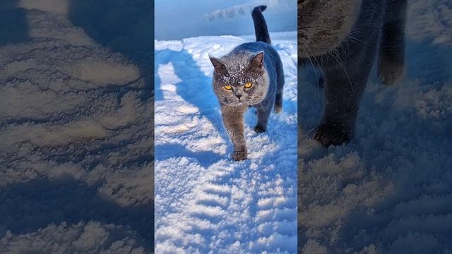 Зимняя история 🐱