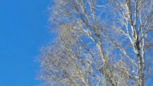 Армавирские голуби научились  летать