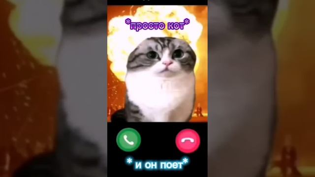 Поющий кот
