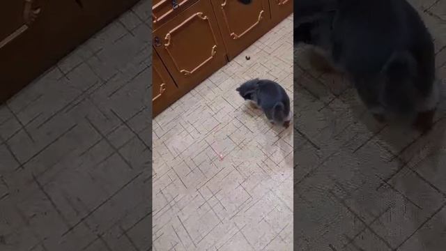 Беляшка