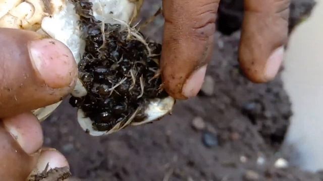 How crab 🦀 piglets are born ?