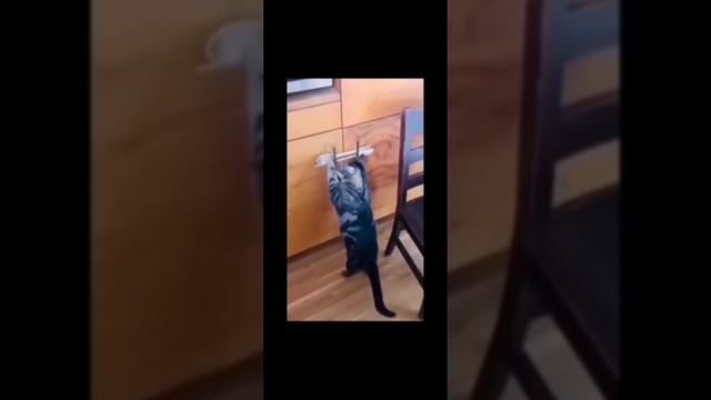 Смешные коты 2024! Новые приколы с котами!