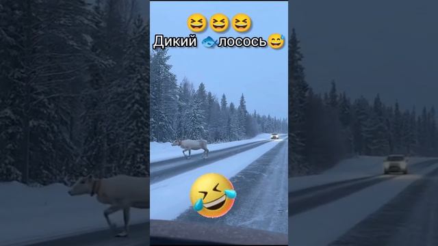 Дикий ЛОСОСЬ