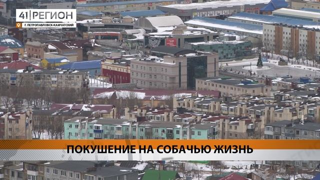 ЧУТЬ НЕ ПОСТИРАЛ СОБАКУ – «ЗАРАБОТАЛ» УГОЛОВНОЕ ДЕЛО • НОВОСТИ КАМЧАТКИ