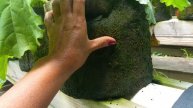 The BEST GROWING SYSTEM- The WIKI GROW