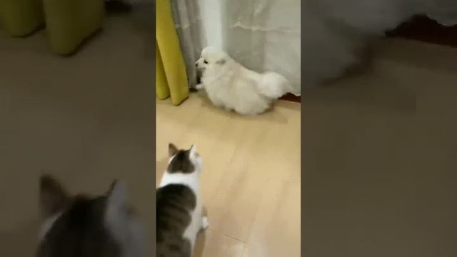 ЛАЙФХАК 👆 Смешные котики и собачки
