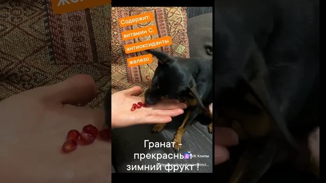 Мой пес Чарли мотивирует вас на употребление самого полезного осеннего фрукта - граната