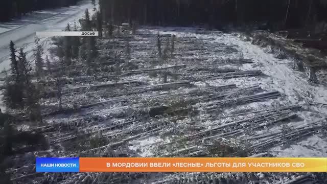 В Мордовии ввели «лесные» льготы для участников СВО