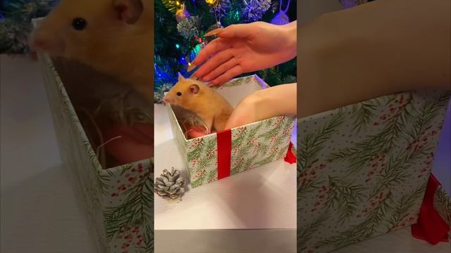 Новогодний подарок