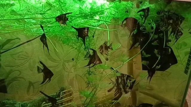 video_2024-12-26_11-18-27