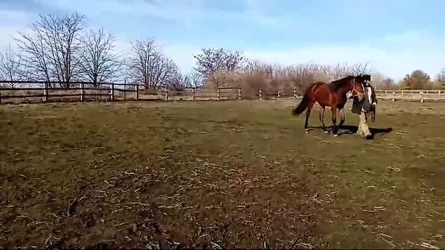 ПАНОРАМА СИН
КОБЫЛА, 25.02.2023
РУССКАЯ РЫСИСТАЯ
ЗАВОДЧИК:
Найденов Сергей Иванович
Мачо Белуга