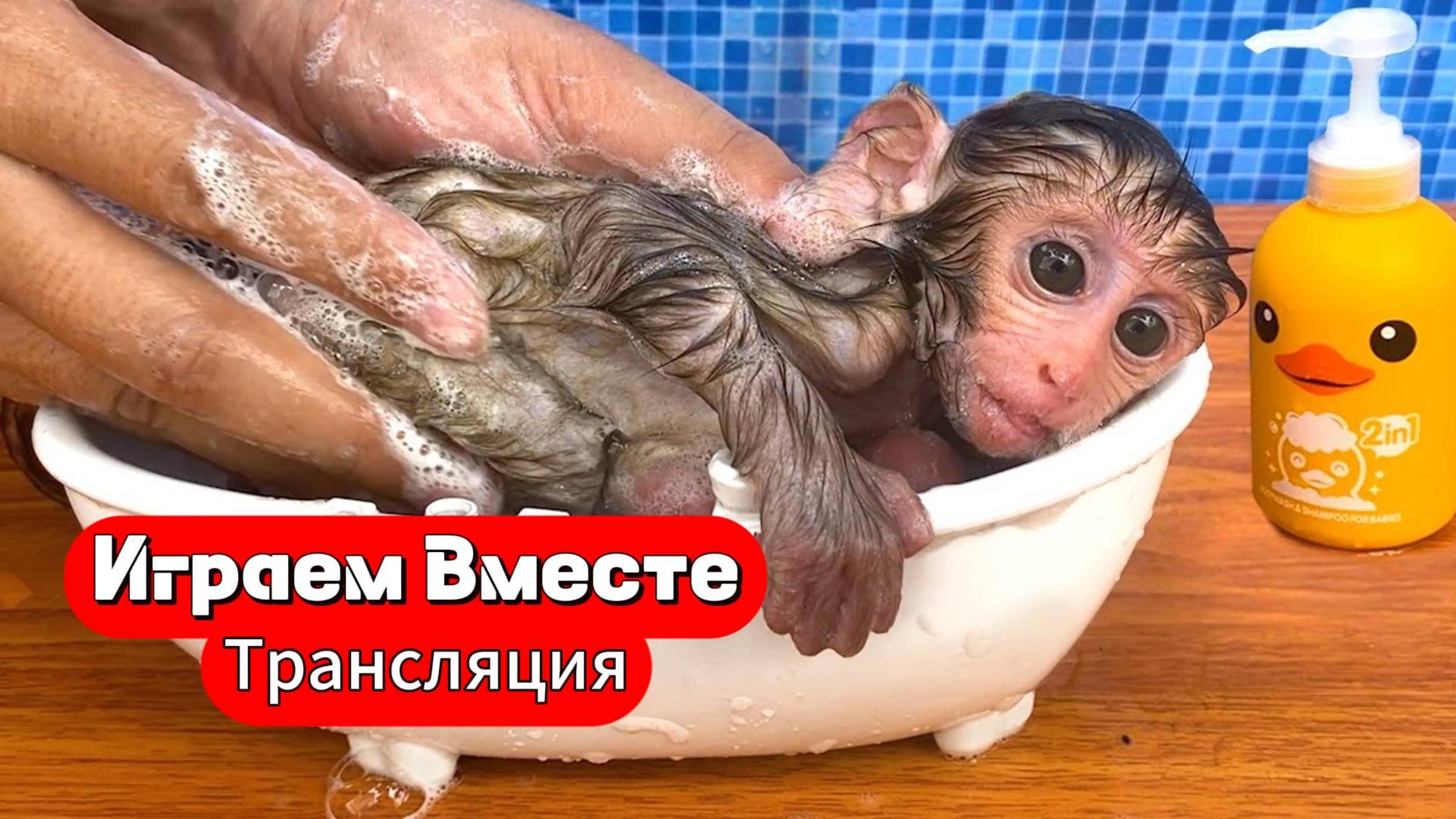 Вместе с Обезьянкой готовим мороженое в парке и играем с Утятами ! Трансляция для детей