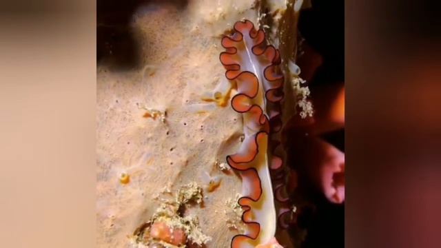 Flatworm 