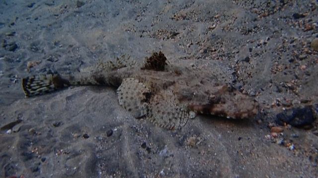 Лия снимает Рыбу Крокодила.Марса Мубарак. IBEROTEL Costa Mares. 12.2024 .Египет. Красное море.