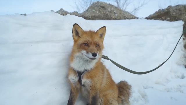 Фестиваль и авторская гонка _Весенняя капель_ (экопоселок _Сибирские просторы 15.03.2020г.)