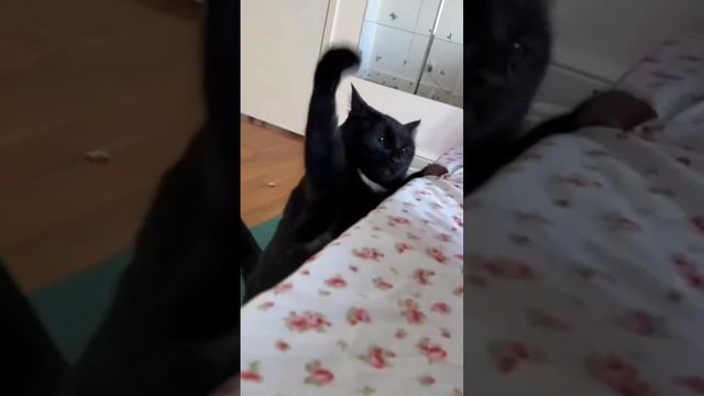 Funny cat Неравный бой