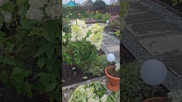 моя бедная "Ванила Фрайз"Каждый год одно и то же😓