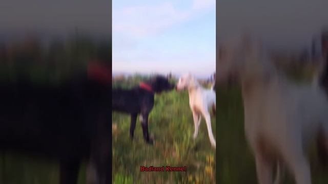 Pakistani Bully Kutta pair  black and white