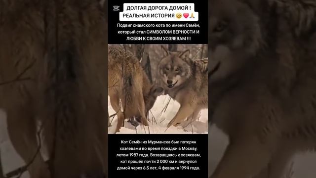 кот Семен прошел 2000 км и вернулся домой