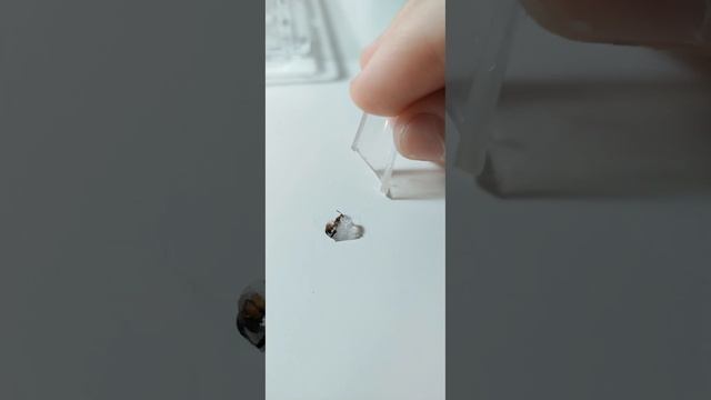 Муравей Camponotus в смоле под макро | AntO5опять🍀🐜 |