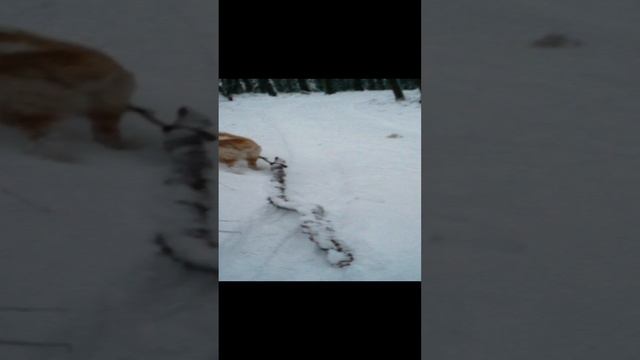VID_20241216_080228.mp4