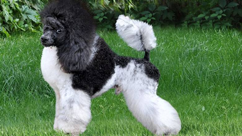 Ешка. Российский производитель из Германии