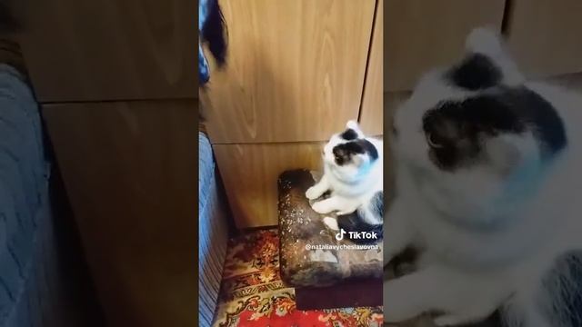 Как кошка с собакой... Это про них...)))