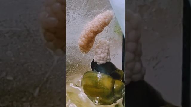 Ампулярия откладывает яйца