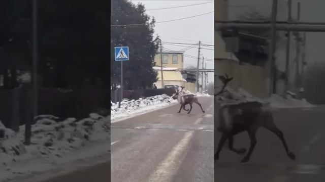 На Симферопольском шоссе в Подмосковье у кого-то убежал олень