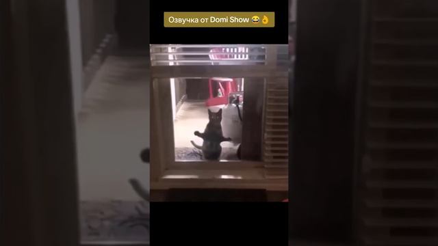приколы