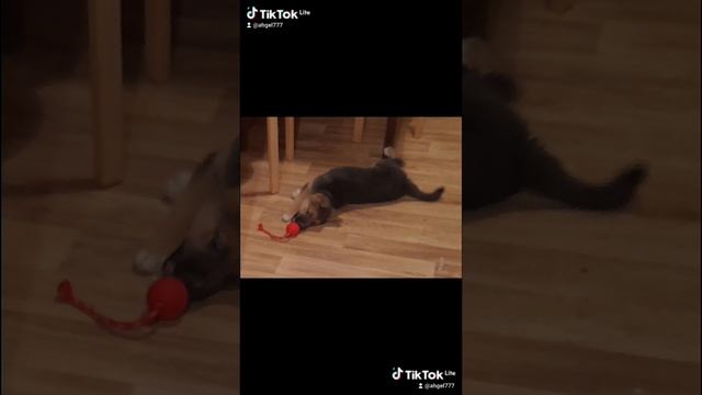 Рой