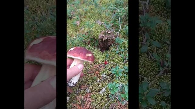 16 августа 2024 Первый слой боровичков