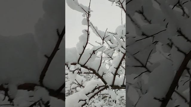 Зима в деревне ❄️ чистим дорожки и подкармливаем птичек ⬛