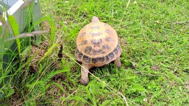 сухопутная черепаха 2018