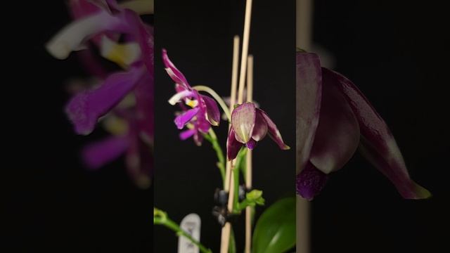 Phal. Joey x lueddemanniana TL