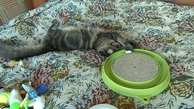 Маленькие Мейн куны