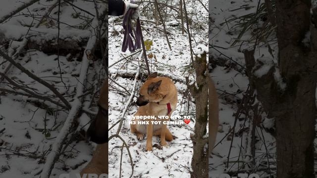 Мы верим, что он найдет свой дом 🐶🏠