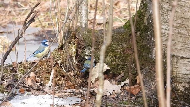 Весенние танцы лазоревок 19.03.2024