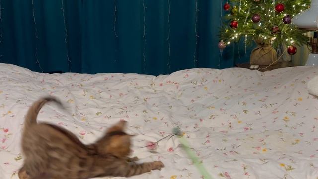 Бенгальская кошечка